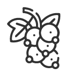 Etikety na rybízovici