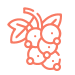 Etikety na rybízovici